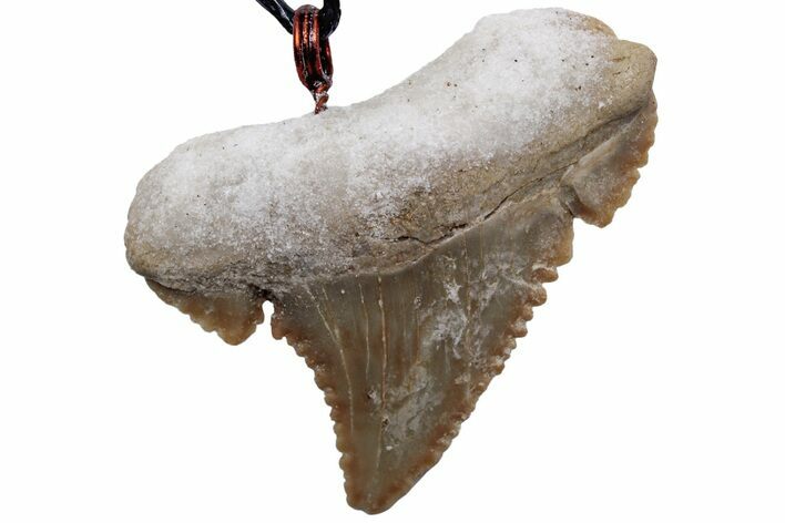 Serrated, Fossil Paleocarcharodon Shark Tooth Necklace #216899